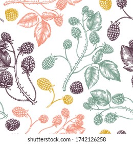 Hand drawn blackberries vector  backdrop in color. Wild berries seamless pattern. Hand drawing. Vintage forest berry sketch. Blackberries plant background. Healthy food ingredient design