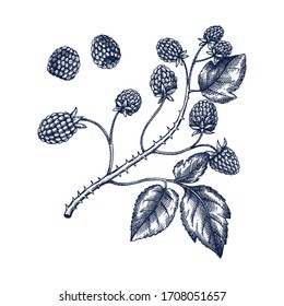 Hand drawn blackberries vector illustration in engraved style. Wild berries isolated on white background. Hand drawing. Vintage forest berry sketch. Blackberries plant outline. Healthy food ingredient