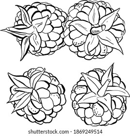 handgezeichnete Blackberries-Vektorgrafiken auf Schwarz-Weiß