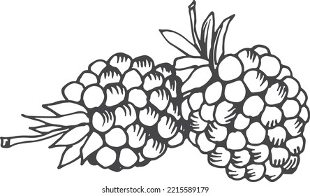 Hand Drawn Blackberry Icon. Sweet Fresh Berry