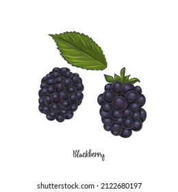 Hand Drawn Blackberry Isolated On White Background.