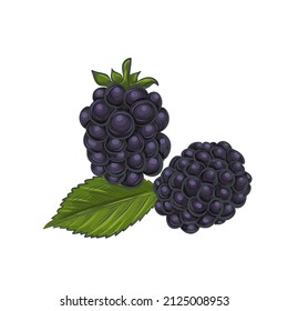 Hand Drawn Blackberry Isolated On White Background.