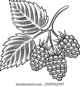 Hand drawn Blackberry Plant Blackberries Sketch Illustration Engraving Woodcut Vintage Style Vector