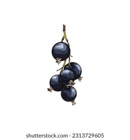 Hand drawn blackcurrant branch, colored sketch vector illustration isolated on white background. Black currant berry drawing with engraving texture. Concepts of nature and food.