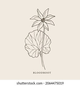 Hand Drawn Bloodroot Plant Illustration