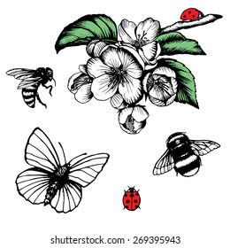 Hand drawn blooming apple tree branch with bumblebee, bee, butterfly and ladybird in vector. 