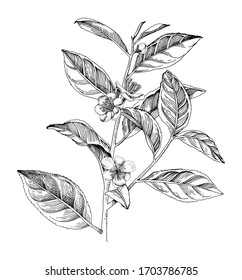 Hand Drawn Blooming Black And White Tea Plant Branch. Vector Illustration