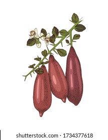 Hand drawn blooming branch of finger limes with ripe fruits. Colorful hand drawn vector illustration