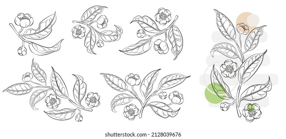 Hand drawn blooming branches of tea plant with flowers. Botanical elements for designing illustrations, decorations and logo. Set of vector elements isolated on white background. EPS 10