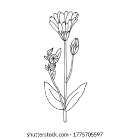 Hand drawn blooming calendula. Black and white vector image. Idea for children's creativity, decor.   Isolated on a white background.