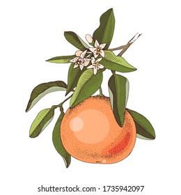 Hand drawn blooming grapefruit branch with ripe fruit. Colorful hand drawn vector illustration