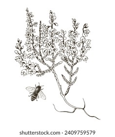 Hand drawn blooming heather and bee