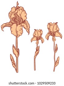 Hand drawn blooming iris flowers. Detailed illustration of decorative flowers in line style isolated on white background. Orange irises very detailed and accurate sketchy style. Line art flora.  