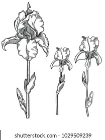 Hand drawn blooming iris flowers. Detailed illustration of decorative flowers in line style isolated on white background. Black and white irises very detailed and accurate sketchy style. Line art.
