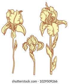 Hand drawn blooming iris flowers. Detailed illustration of decorative flowers in line style isolated on white background. Hand drawn irises very detailed and accurate sketchy style. Line art flora.  
