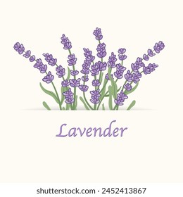 Dibujado a mano dibujado a mano lavanda en flor. Pintura abstracta contemporánea. Plantilla para redes sociales y tarjetas de diseño, invitaciones, portadas