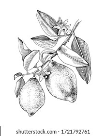 Hand drawn blooming lemon branch with ripe fruits. Monochrome sketch. Hand drawn vector illustration