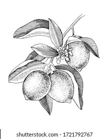 Rama de lima florida con frutas maduras. Dibujo monocromo. Ilustración vectorial dibujada a mano