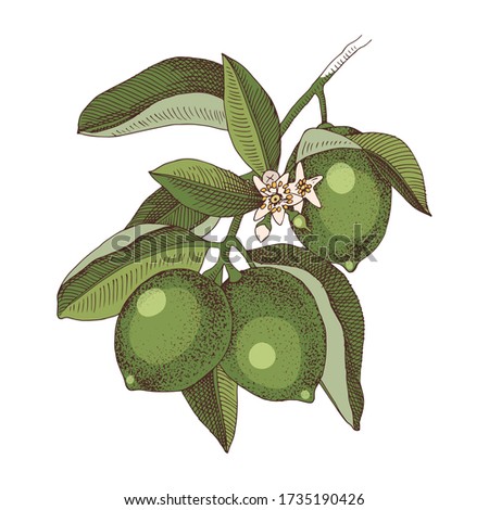 Hand drawn blooming lime branch with ripe fruits. Colorful hand drawn vector illustration