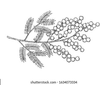 Hand Drawn Blooming Mimosa Or Silver Wattle Flowers Vector Illustration.