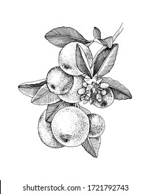 Hand drawn blooming tangerine - mandarin - branch with ripe fruits. Monochrome sketch. Hand drawn vector illustration