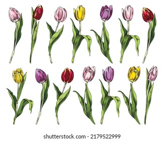 Hand drawn blooming tulips set in sketch style, vector illustration isolated on white background. Vintage spring flowers with engraving texture. Tulips blossom.