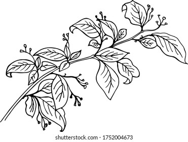 Planta de flores dibujada a mano de Cotoneaster. 
Rama con hojas y pequeños brotes. Ilustración botánica gráfica. Elemento decorativo para papel de regalo, tarjeta de invitación, impresión - vector