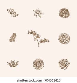 Hand Drawn Blossom Sketches Set. Collection Of Jasmine, Saffron, Syringa And Other Sketch Elements.