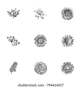 Hand Drawn Blossom Sketches Set. Collection Of Water Lily, Helianthus, Bud And Other Sketch Elements.