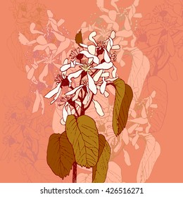 Hand drawn blossom tree branch. Botanical twig of leaves and flowers on pink  background. Vector illustration.