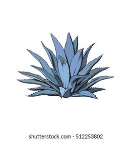 Hand drawn blue agave, main tequila ingredient, sketch style vector illustration isolated on white background. Drawing of agave cactus, side view, colorful illustration