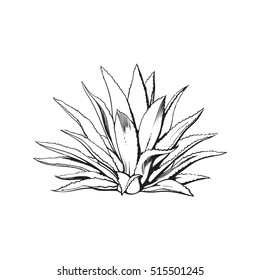 Hand drawn blue agave, main tequila ingredient, sketch style vector illustration isolated on white background. Drawing black and white of agave cactus, side view, colorful illustration