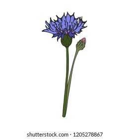 Hand drawn blue cornflower, vector