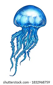 Hand drawn blue jellyfish isolated over whie. Medusa with long tentacles line art vector illustration. Sea nature, underwater life animal.