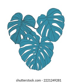 Hand drawn blue monstera tropical leaves, greenery design element Monstera leaves, jungle. Silhouette of monstera leaves