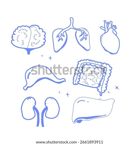 Hand drawn blue outline vector set of human organs - liver, brain, heart, stomach, kidneys, and intestines. Concept of minimal anatomy illustration, diagnostics, and healthcare.