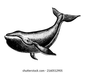 Hand drawn blue whale vector illustration. Big sea fish in vintage engraving style. Sketch isolated on white background.