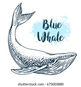 Hand drawn blue whale vector illustration. Big sea fish in vintage engraving style. Sketch isolated on white background