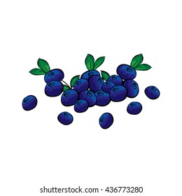 Hand drawn blueberries closeup. 