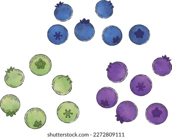 Hand drawn blueberries  isolated on white background. Watercolor. Hand drawn illustration.
