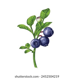 Заголовок: Hand drawn blueberries on a branch with leaves. Vector illustration in retro style isolated on white background.