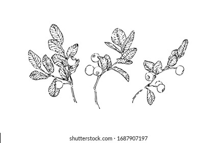 Hand drawn blueberry branches with berries set. Sketch style vector illustration. Black isolated botanical design elements on white background.