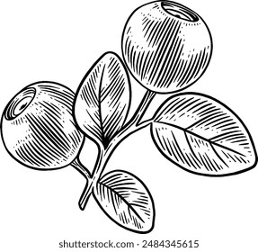 Hand drawn Blueberry Plant Sketch Illustration