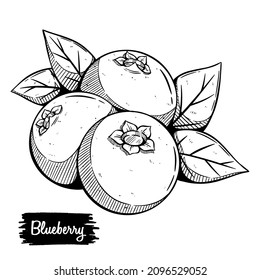 Hand drawn blueberry. Retro vector fruit in the old ink style for brochures, banner, restaurant menu and market