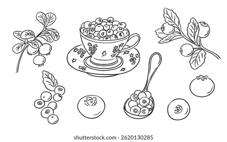 Hand drawn blueberry set with cup, spoon, and branches of berries in black outline style. Botanical food vector illustration representing healthy eating and natural ingredients