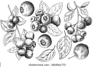 Hand drawn blueberry sketch isolated on white background. Vintage vector food illustration.	