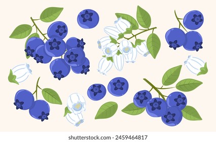 Hand drawn blueberry twigs set, flowers, green leaves. Vector illustration of wild berries, summer botanical collection