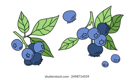 Conjunto de ramitas de arándanos dibujadas a mano. Bayas frescas para una nutrición saludable. Ilustración vectorial.