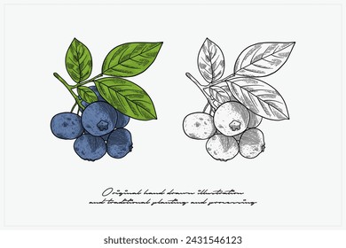 hand drawn blueberry vector illustration