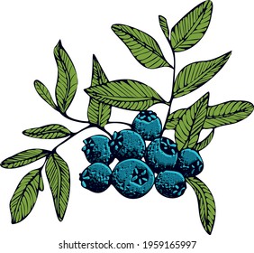 Hand drawn blueberry vector. Isolated berry branch sketch on white background. Summer fruit engraved style illustration. Detailed hand drawn vegetarian food. Great for label, poster, print